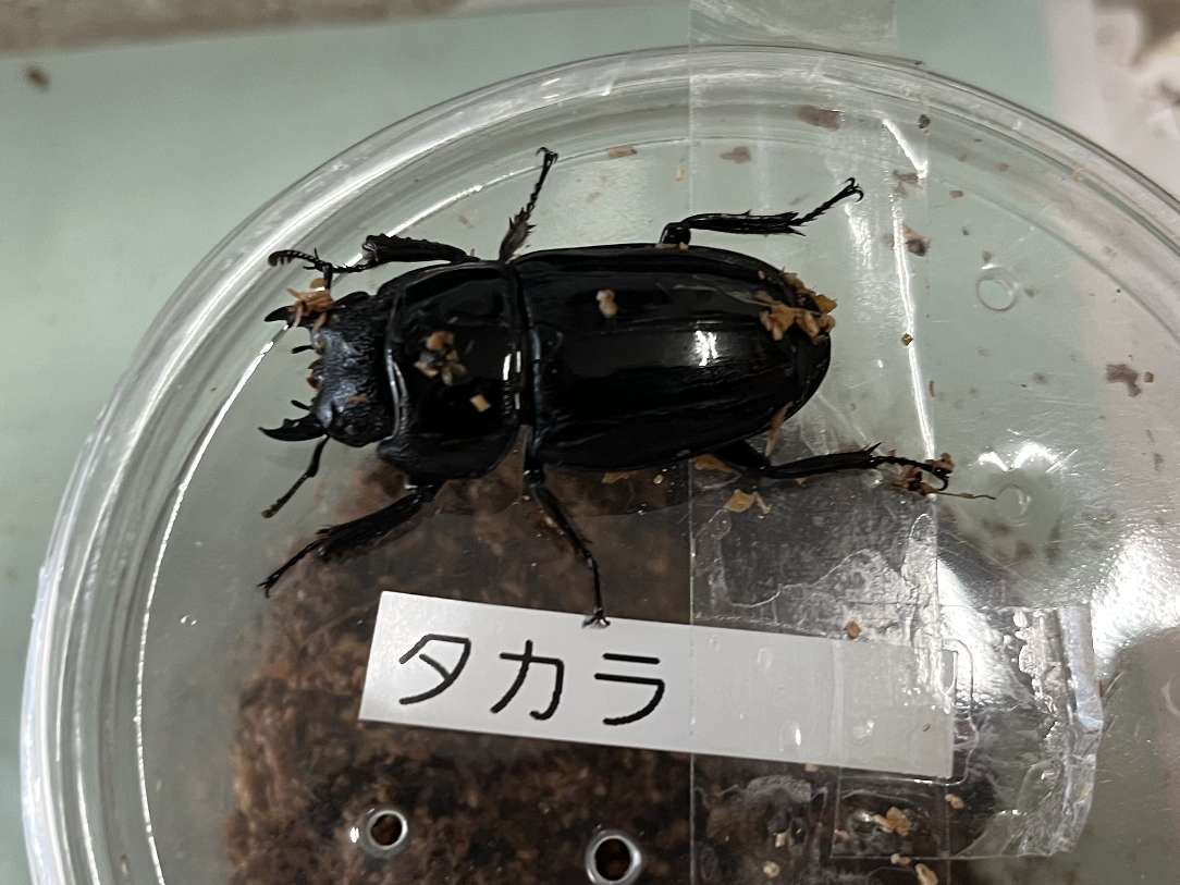 タカラヒラタ ポロロッカ足柄