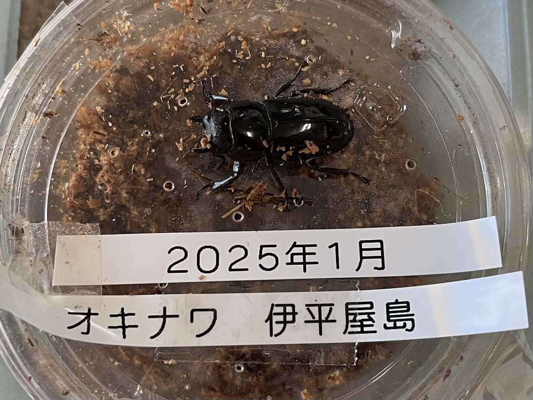オキナワヒラタ ポロロッカ足柄