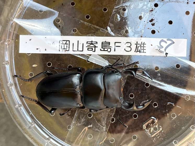 オオクワガタ ポロロッカ足柄