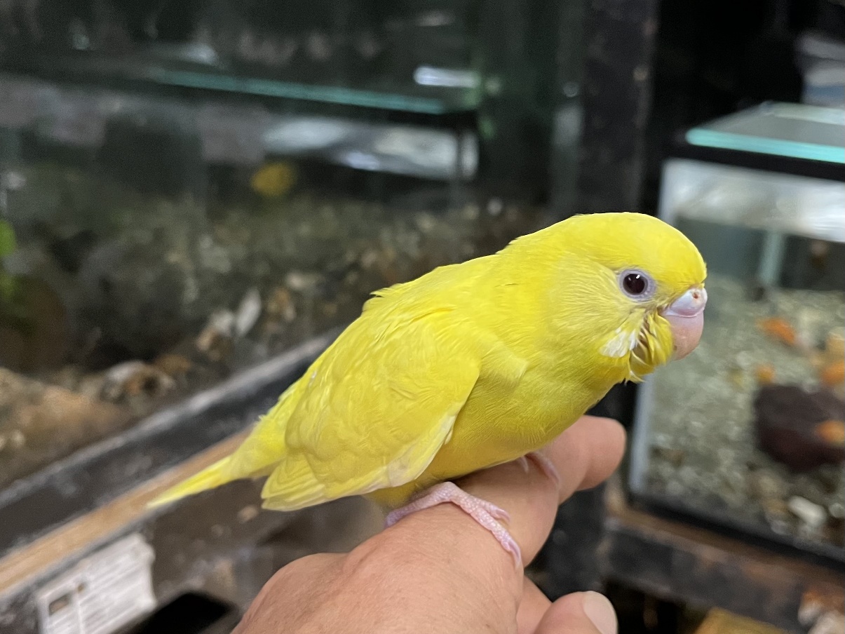 手乗りセキセイインコ ポロロッカ足柄