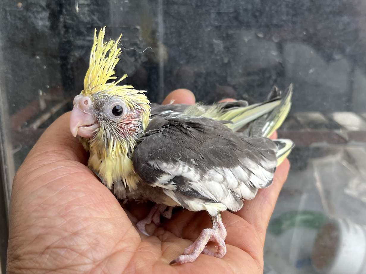 手乗りオカメインコ ポロロッカ足柄