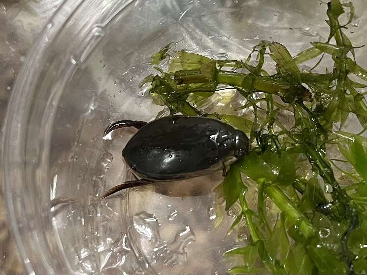 コガタノゲンゴロウ ポロロッカ足柄