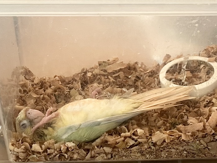 手乗りウロコインコ ポロロッカ足柄
