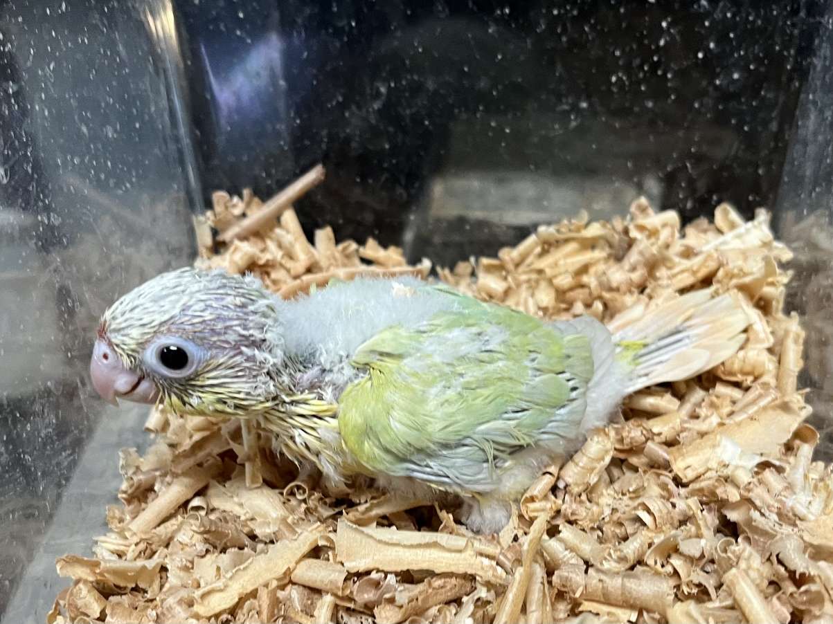 手乗りウロコインコ ポロロッカ足柄