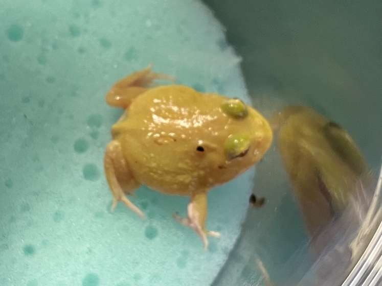 クランウェルツノガエル ポロロッカ足柄
