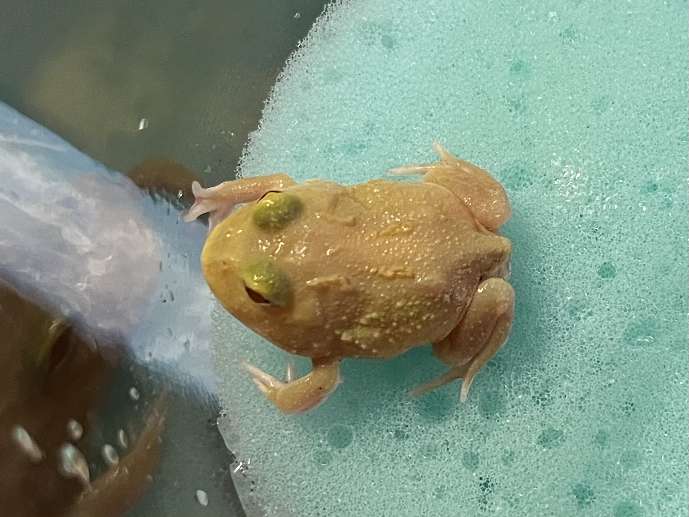 クランウェルツノガエル ポロロッカ足柄