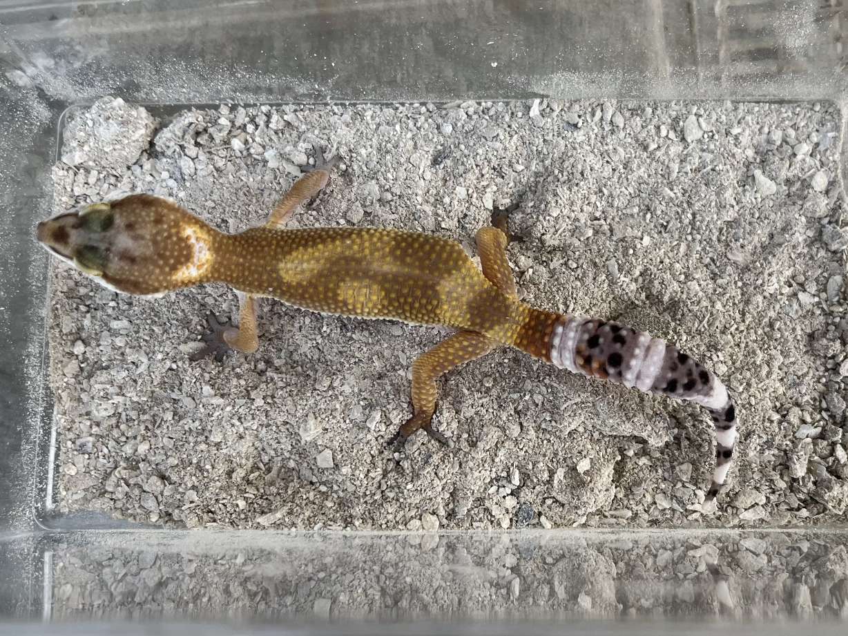 ヒョウモントカゲモドキ ポロロッカ足柄