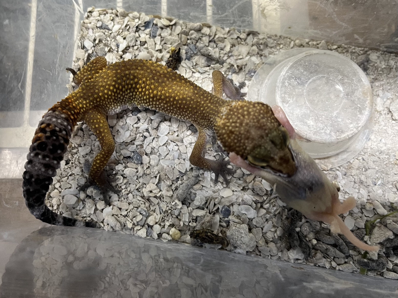 ヒョウモントカゲモドキ ポロロッカ足柄