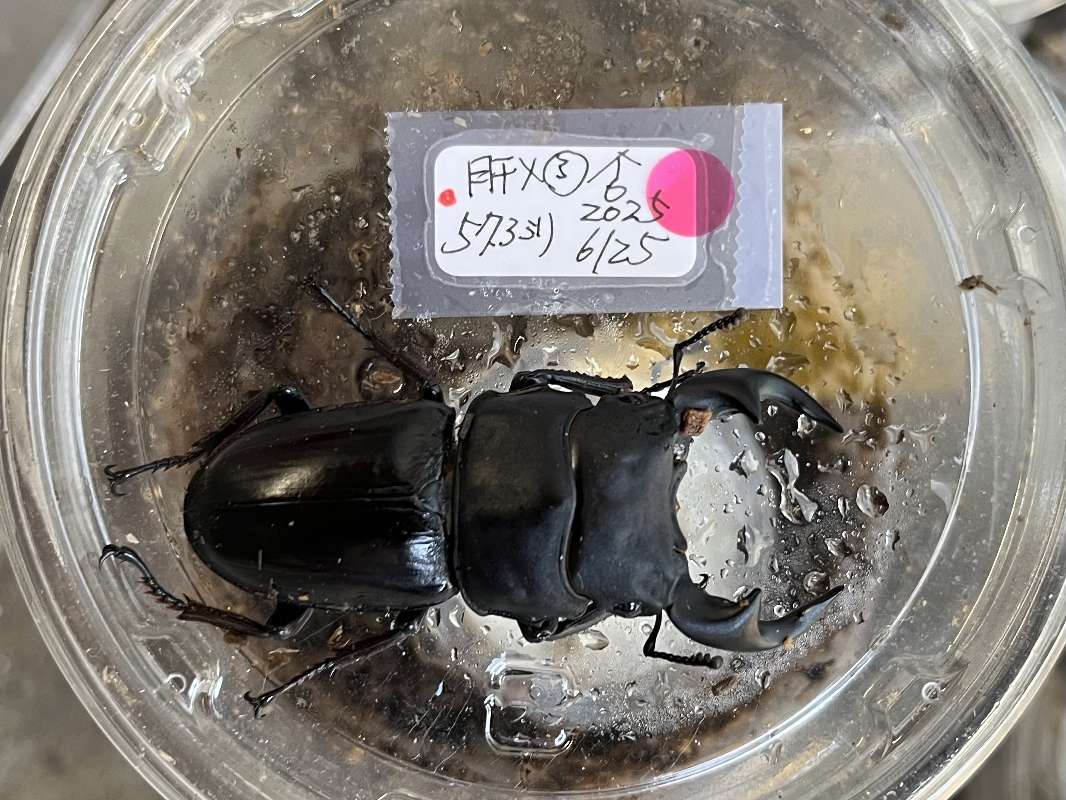 オオクワガタ ポロロッカ足柄