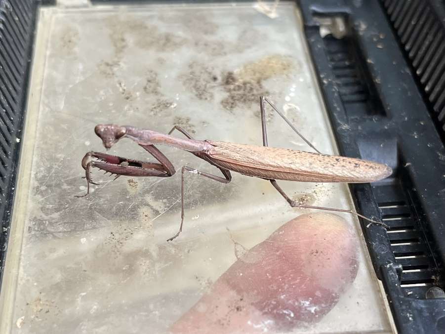 カマキリ ポロロッカ足柄