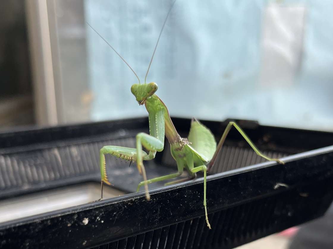カマキリ ポロロッカ足柄