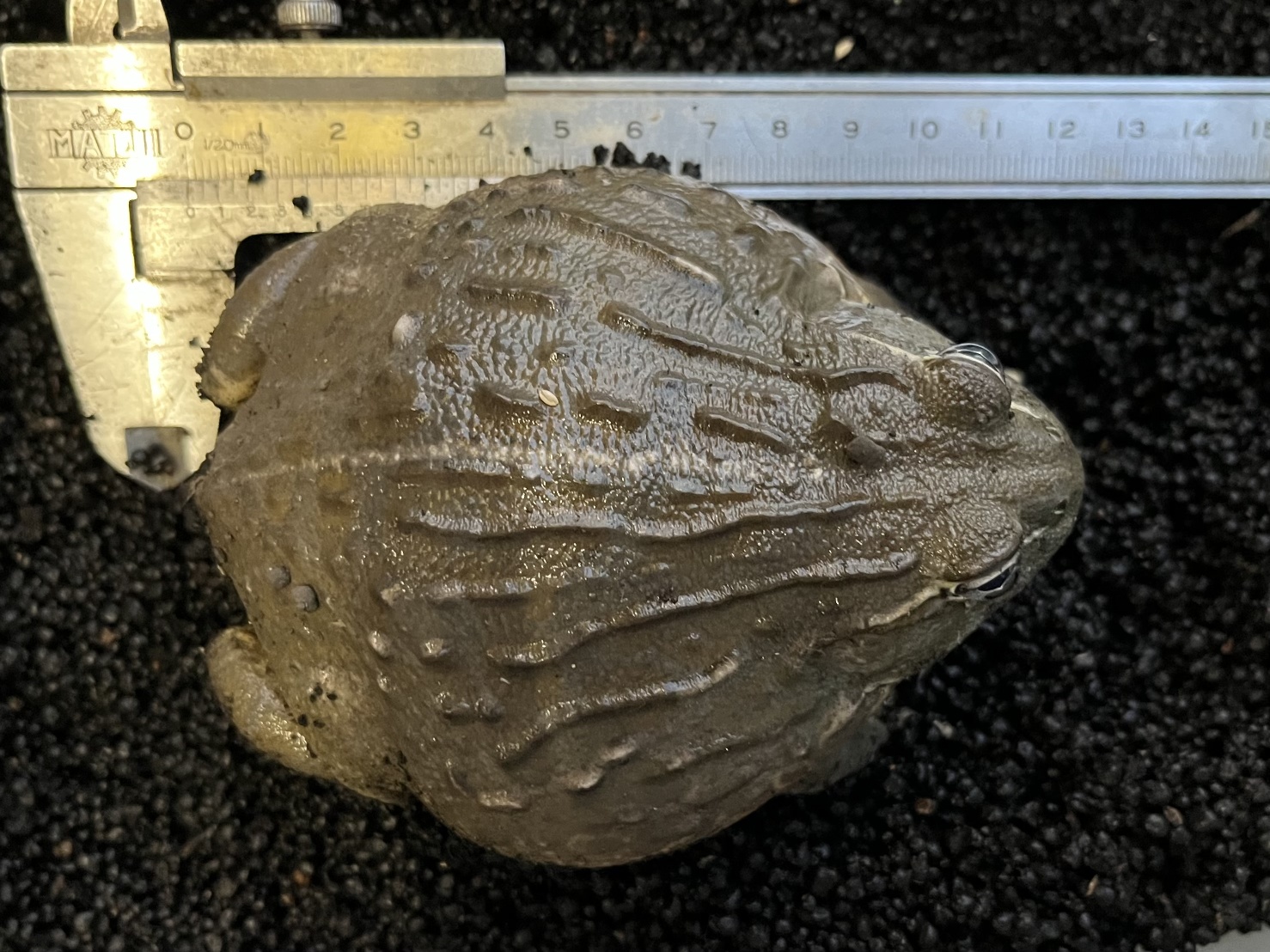 アフリカウシガエル ポロロッカ足柄