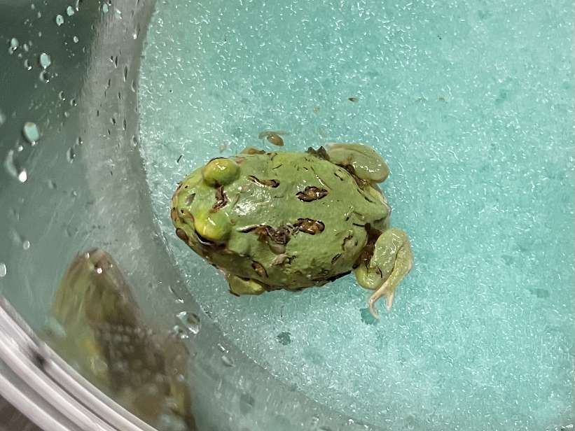 クランウェルツノガエル ポロロッカ足柄