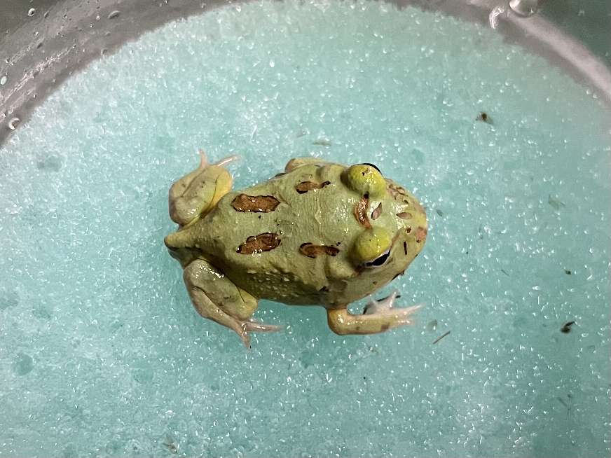クランウェルツノガエル ポロロッカ足柄