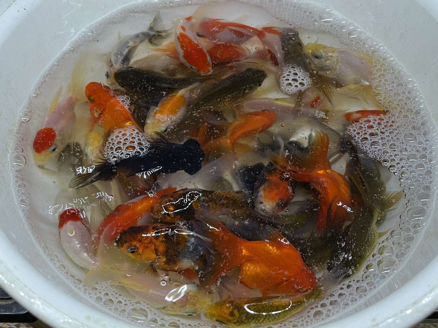 ミックス金魚 ポロロッカ足柄