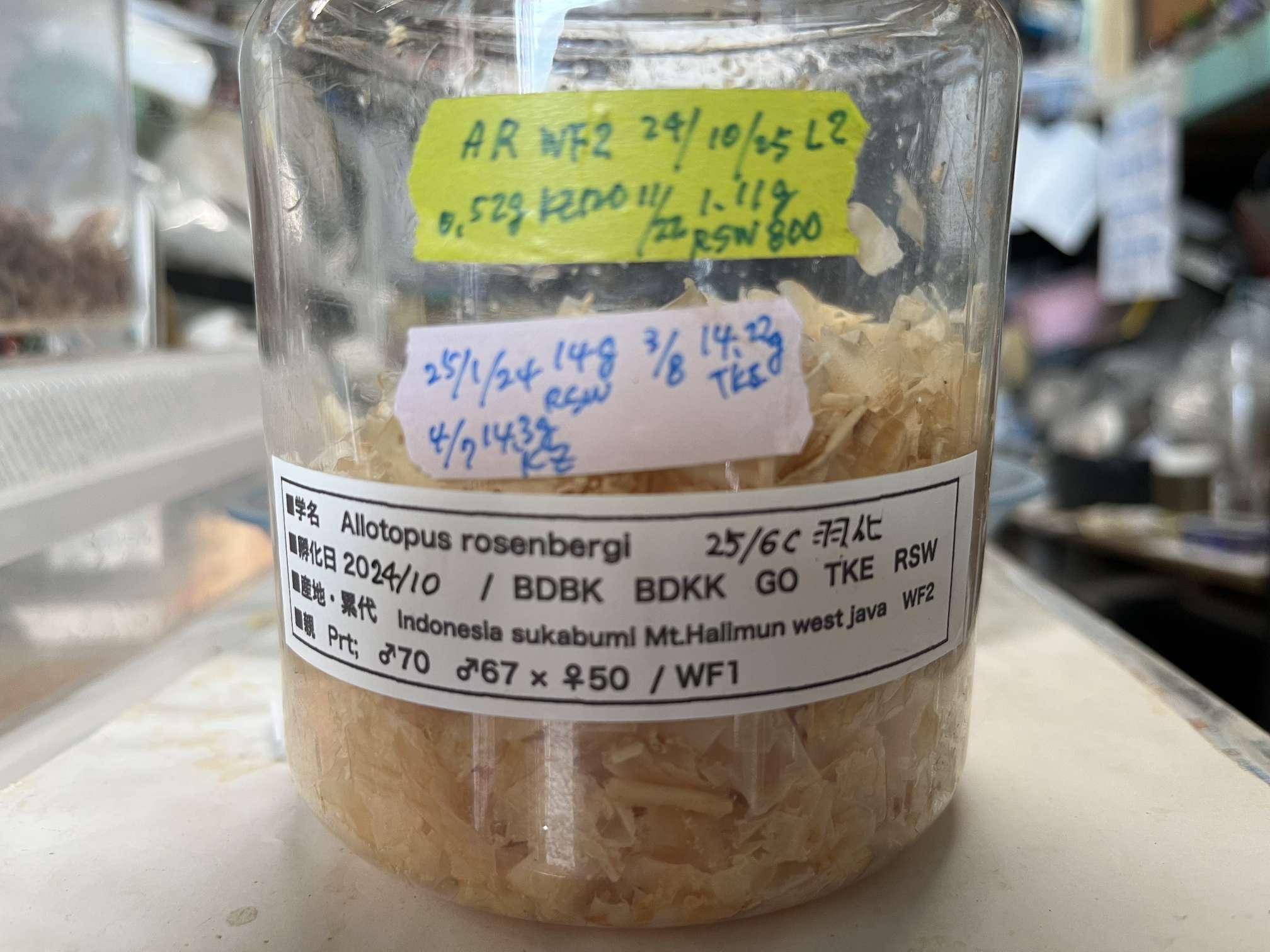 ローゼンベルグオウゴンオニクワガタ ポロロッカ足柄