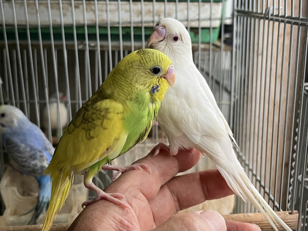 手乗りセキセイインコ ポロロッカ足柄