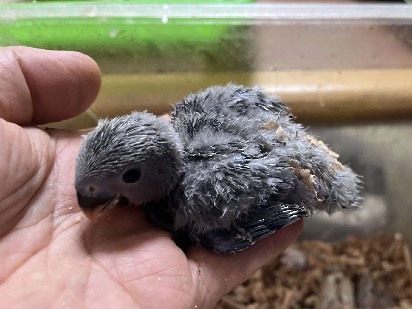 手乗り小桜インコ ポロロッカ足柄