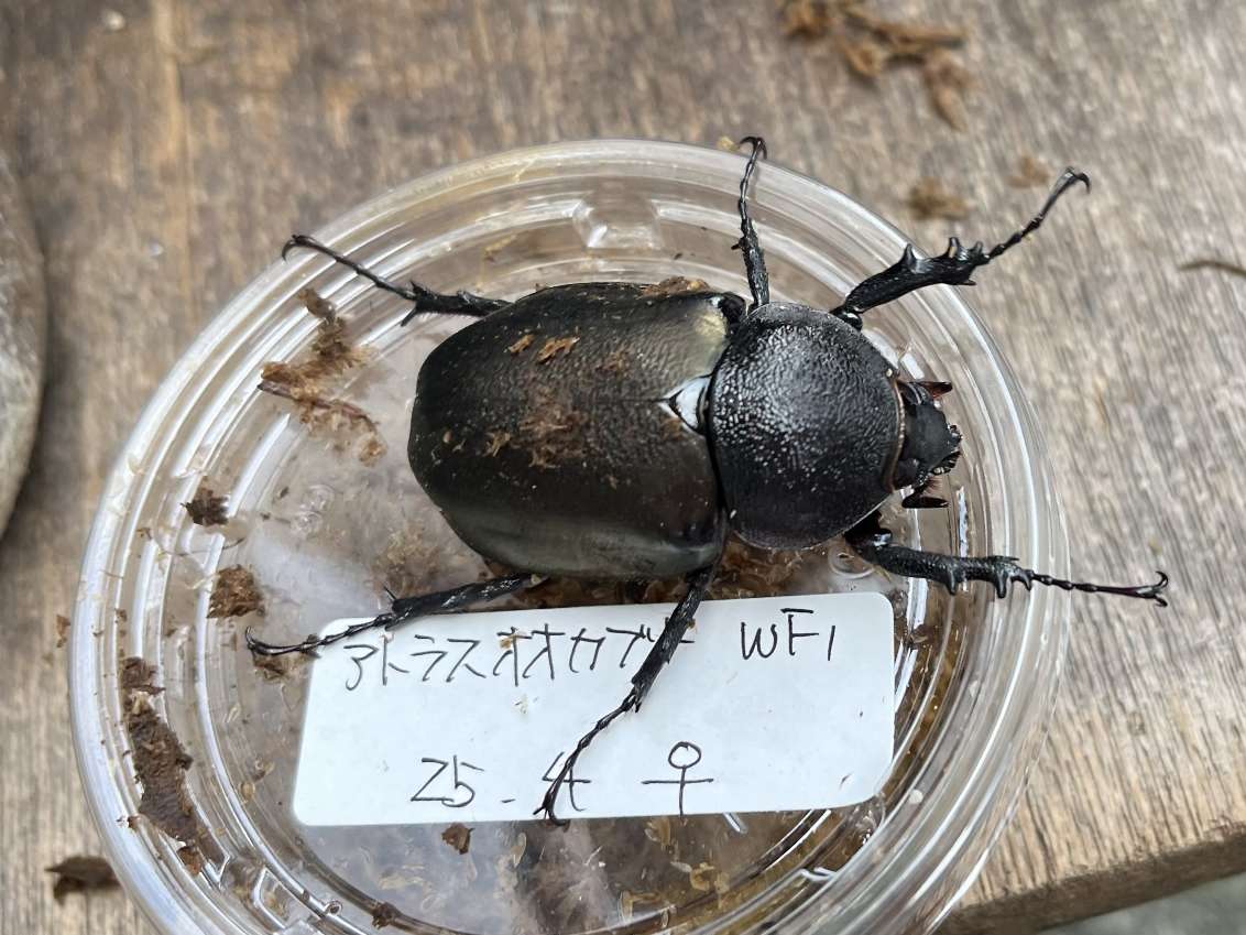 アトラスカブトムシ ポロロッカ足柄