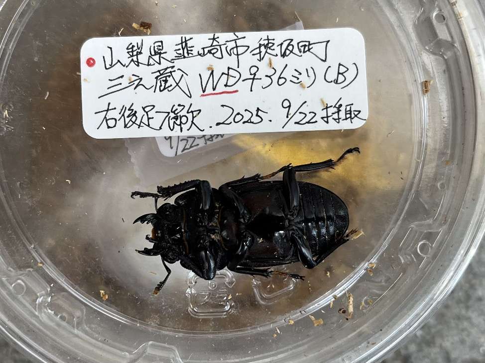 オオクワガタ ポロロッカ足柄