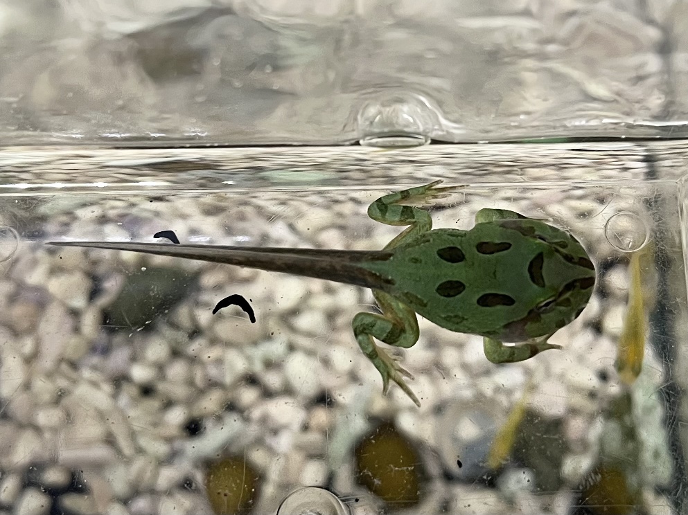 クランウェルツノガエル オタマ ポロロッカ足柄
