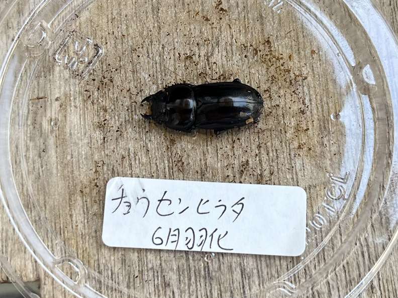 チョウセンヒラタ ポロロッカ足柄