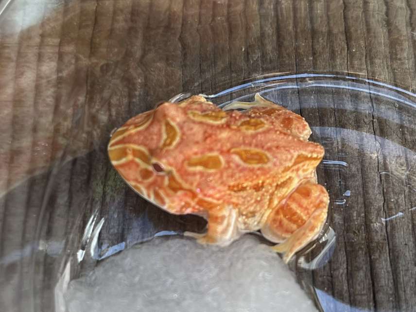クランウェルツノガエル ポロロッカ足柄