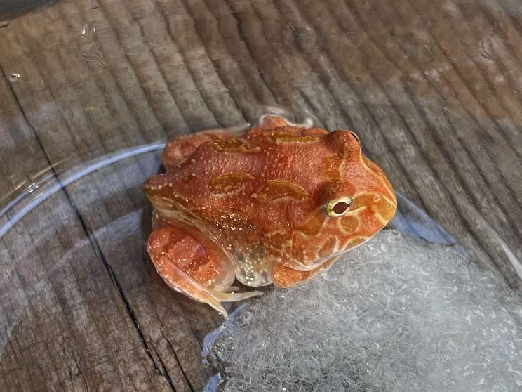クランウェルツノガエル ポロロッカ足柄
