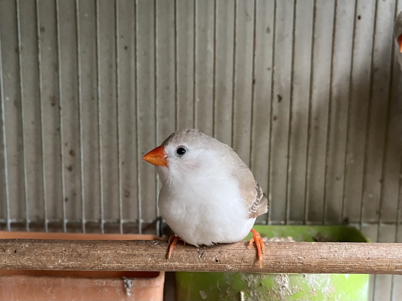 錦華鳥 ポロロッカ足柄