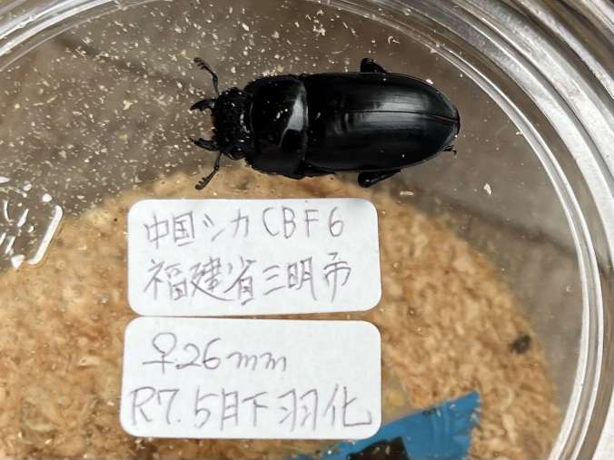 中国シカクワガタ ポロロッカ足柄