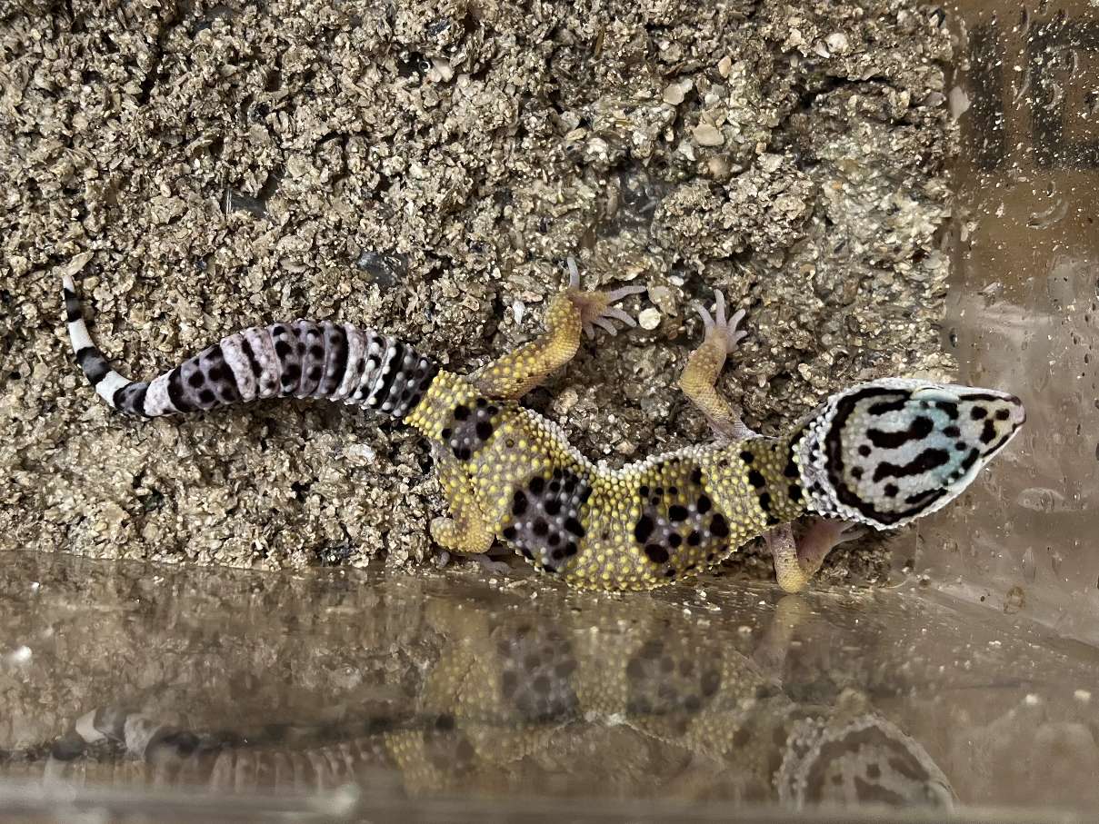 ヒョウモントカゲモドキ ポロロッカ足柄