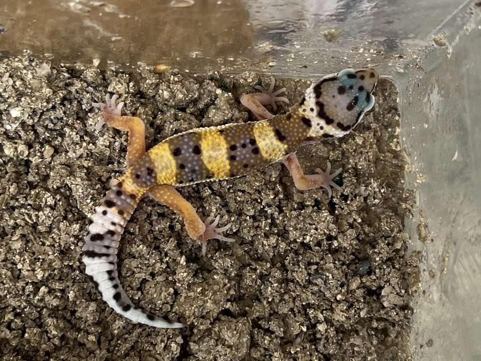 ヒョウモントカゲモドキ ポロロッカ足柄