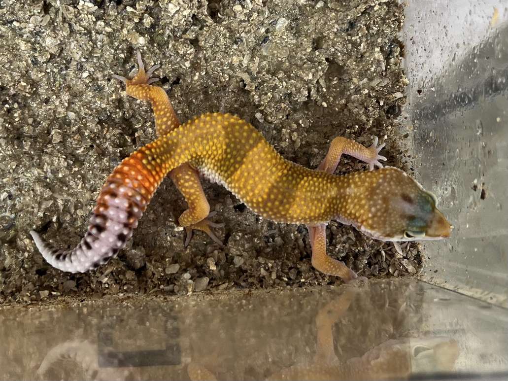 ヒョウモントカゲモドキ ポロロッカ足柄