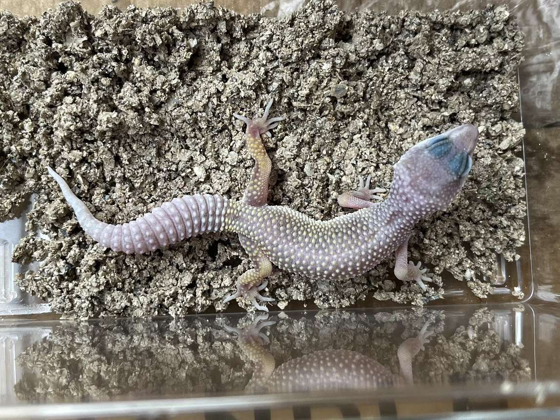 ヒョウモントカゲモドキ ポロロッカ足柄