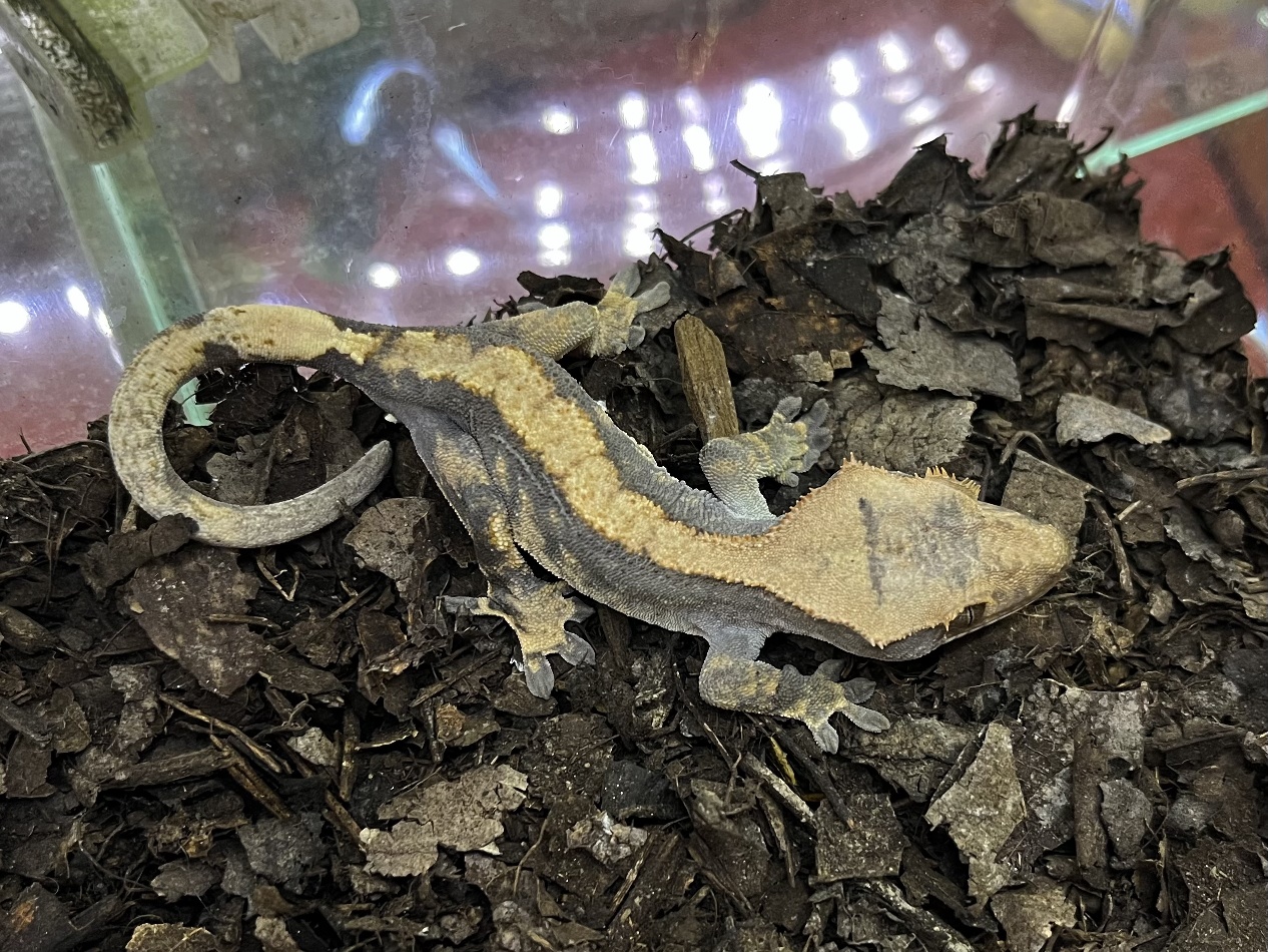 クレステッドゲッコー ポロロッカ足柄