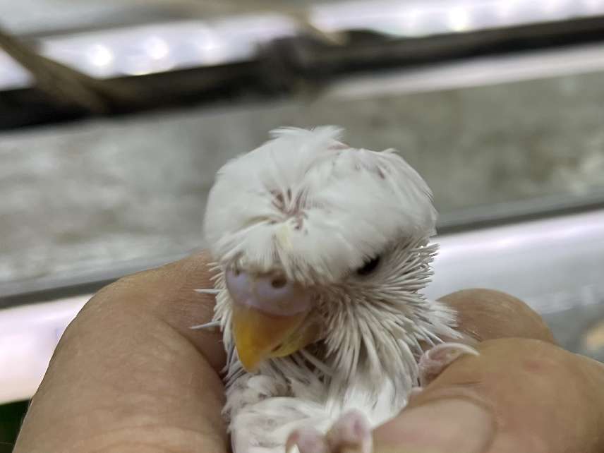 手乗り羽衣セキセイインコ ポロロッカ足柄