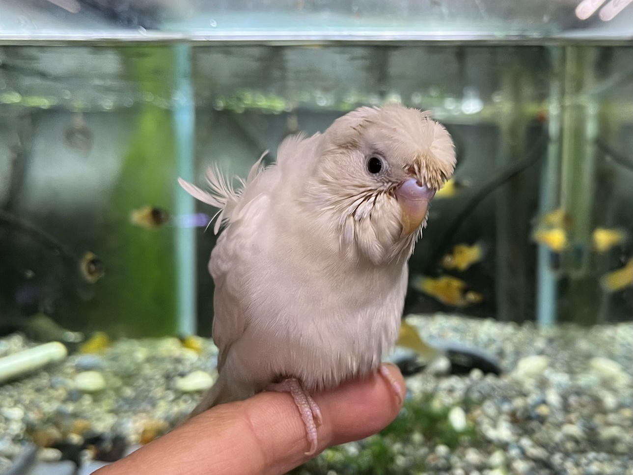 手乗り羽衣セキセイインコ ポロロッカ足柄