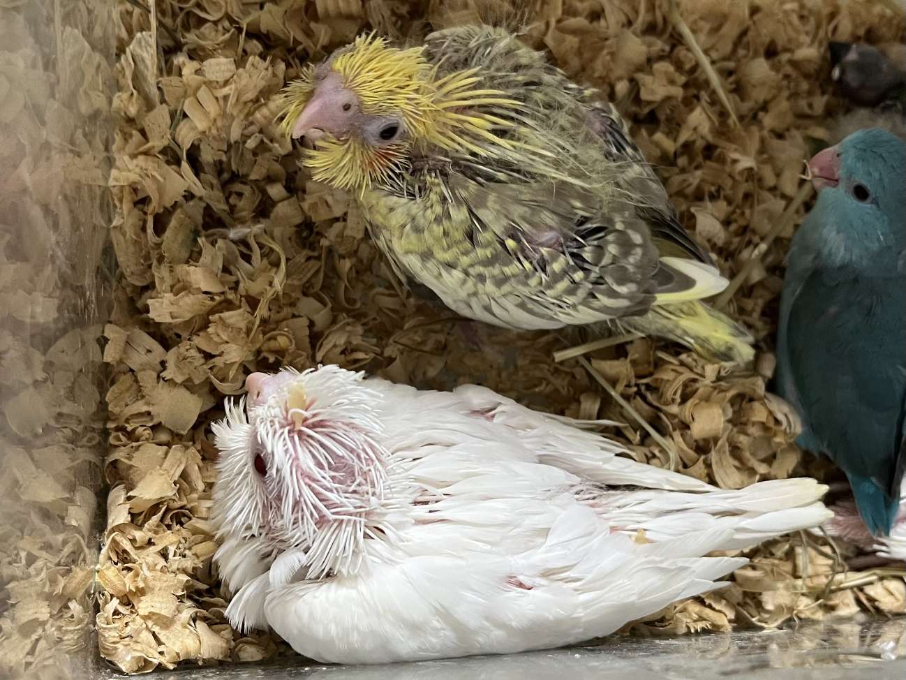 手乗りオカメインコ ポロロッカ足柄