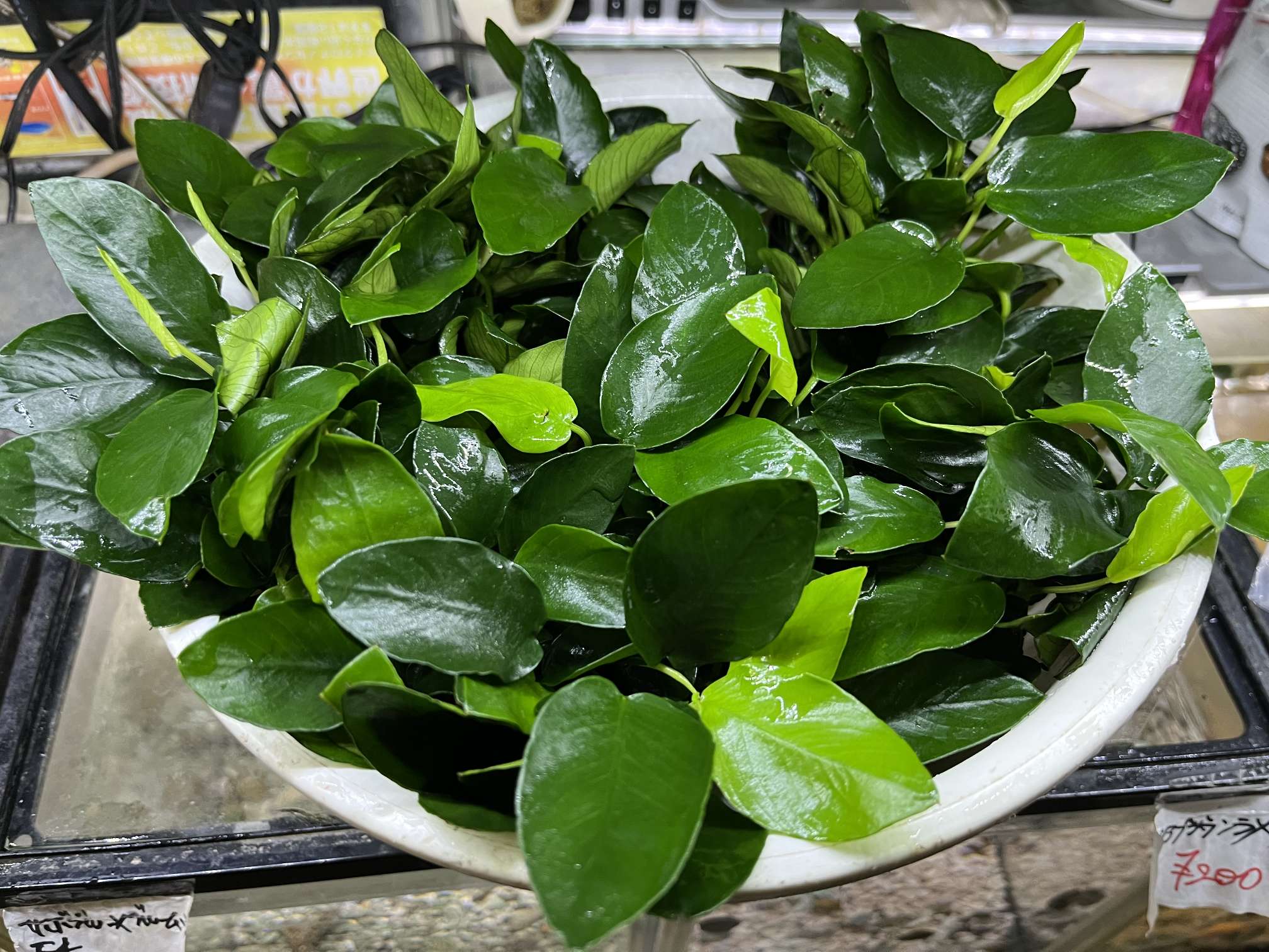 アヌビアス ナナ ポロロッカ足柄