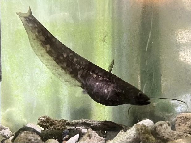 イワトコナマズ ポロロッカ足柄