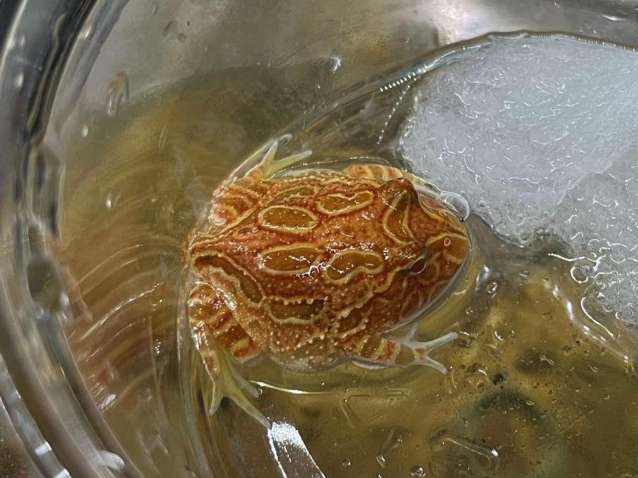 クランウェルツノガエル ポロロッカ足柄