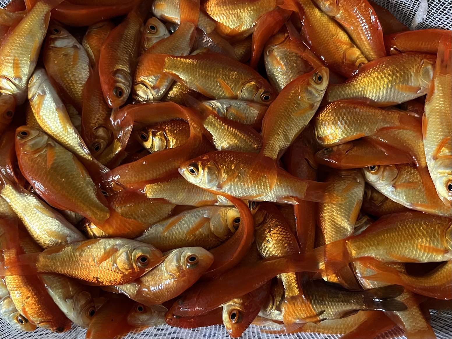 小赤、姉 ポロロッカ足柄