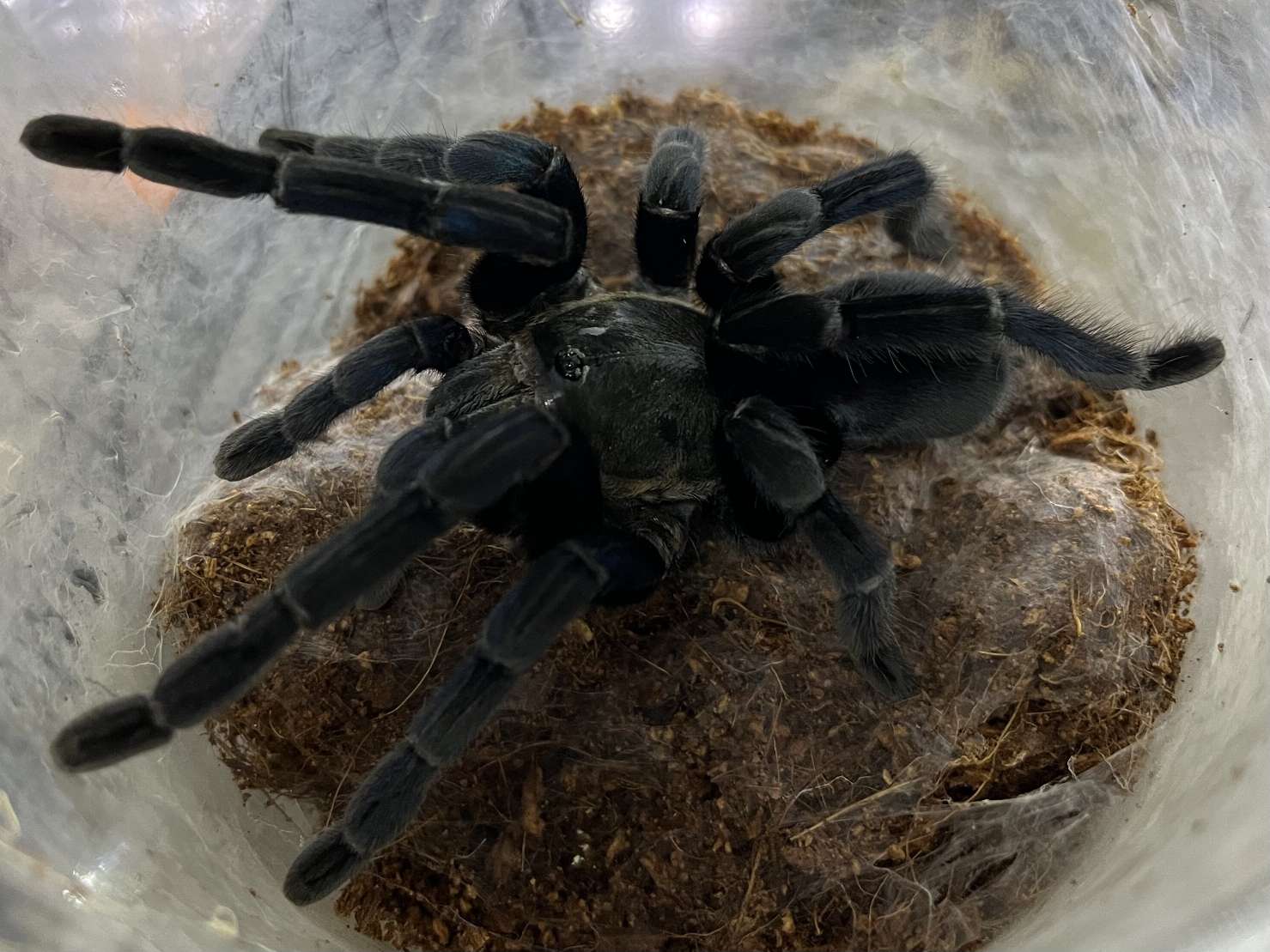 コバルトブルータランチュラ ポロロッカ足柄