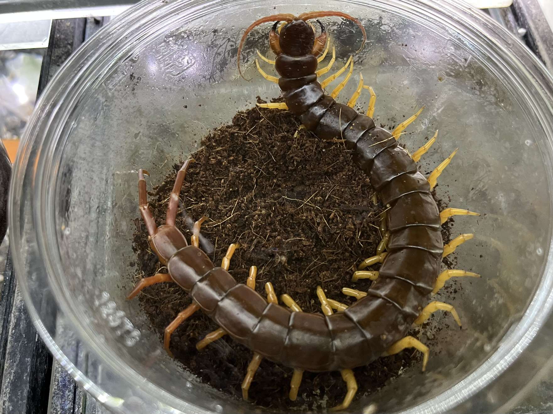 タイオオムカデ ポロロッカ足柄