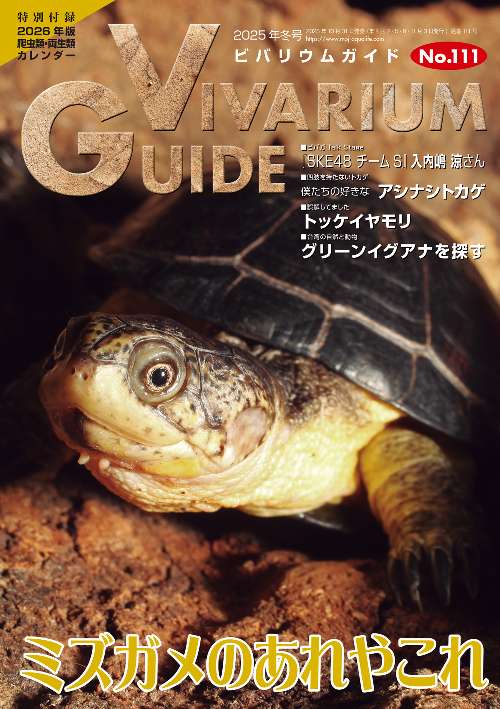 ビバリウムガイドNo.111 ポロロッカ足柄