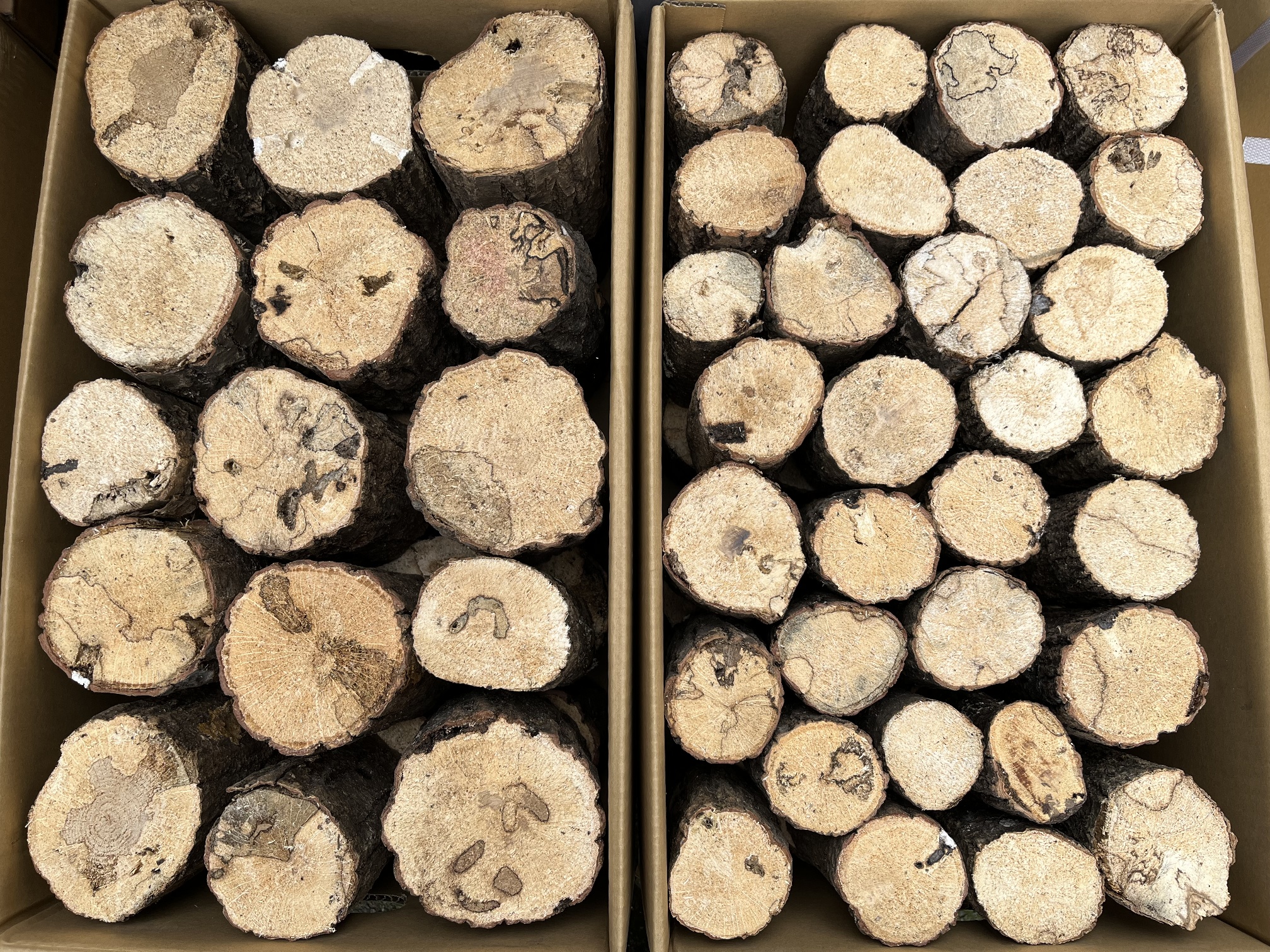 昆虫用品 ポロロッカ足柄