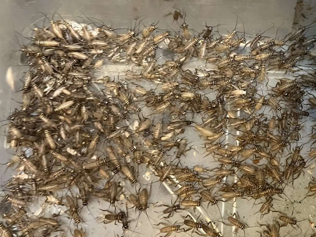 コオロギ ポロロッカ足柄