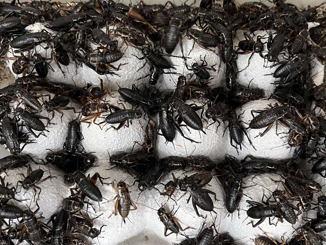 コオロギ ポロロッカ足柄