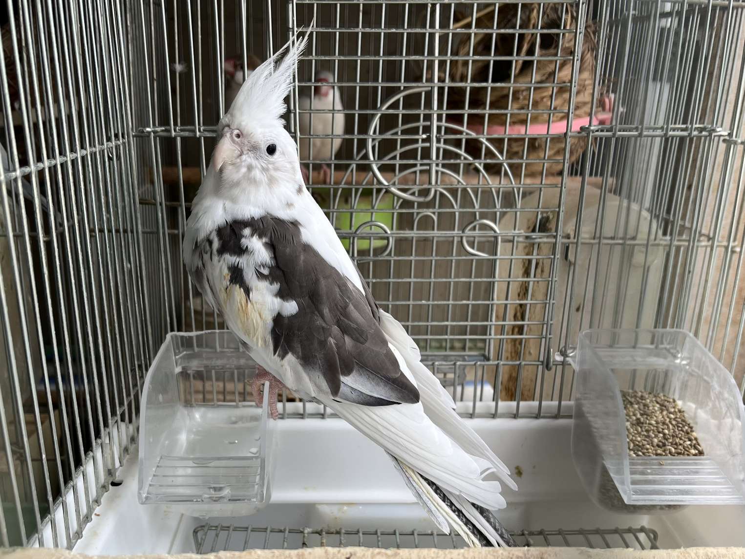 オカメインコ ポロロッカ足柄