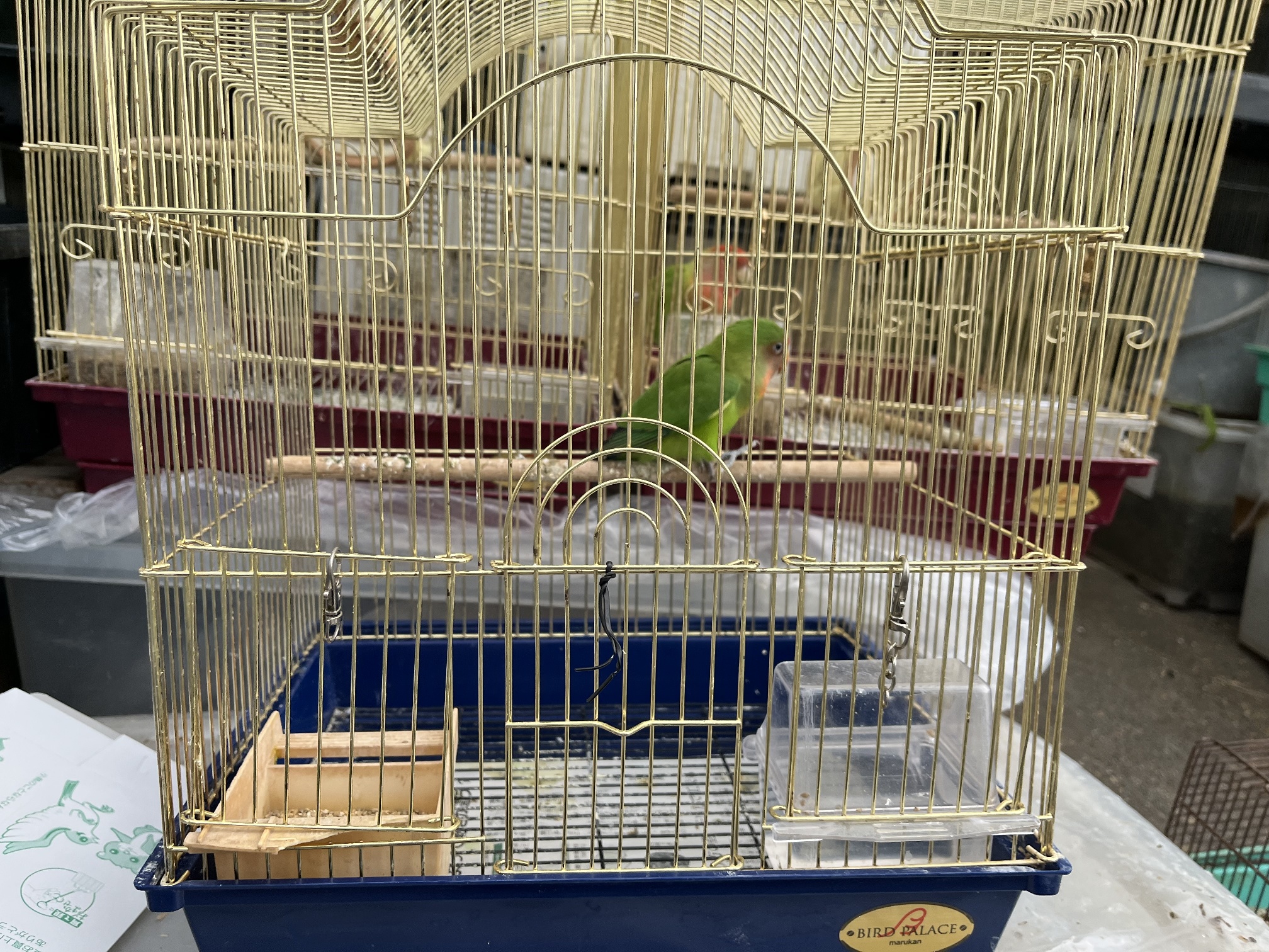 ヤエザクラインコ ポロロッカ足柄